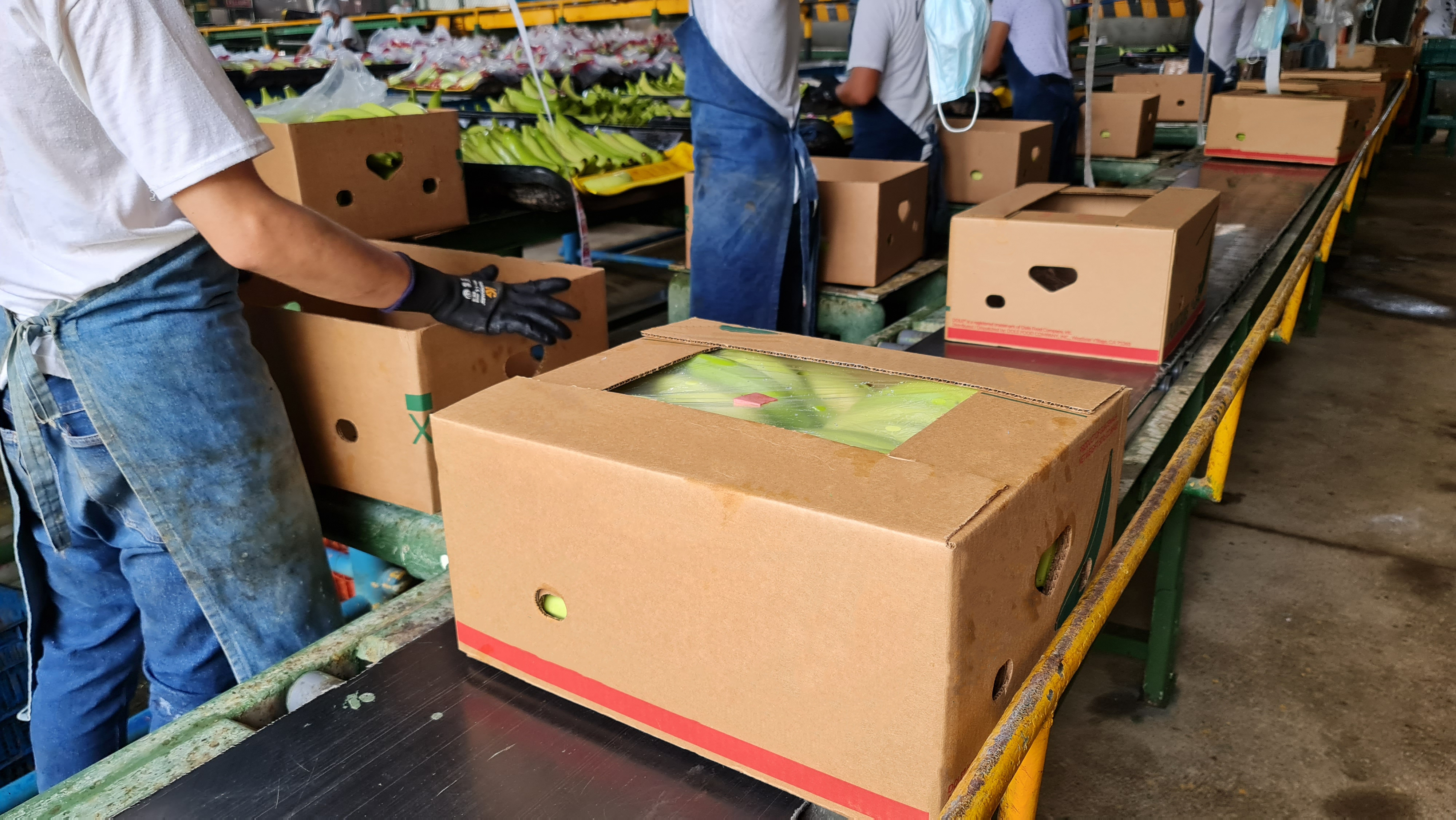 Guatemala Fresh Plantain - 23F.jpg