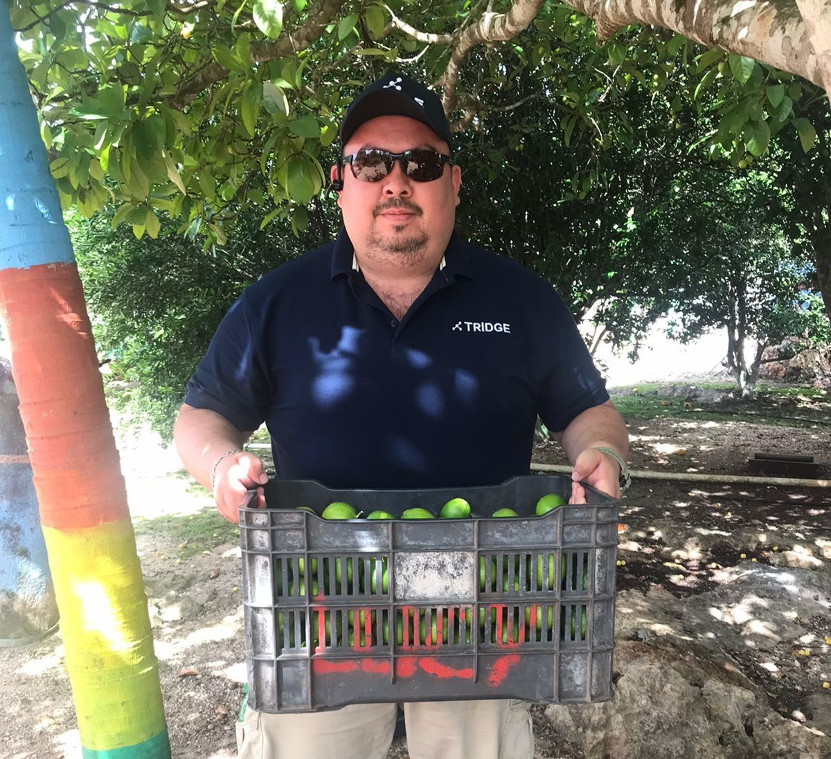 멕시코 Fresh Tahiti Lime - MEX_Lime_5.jpeg