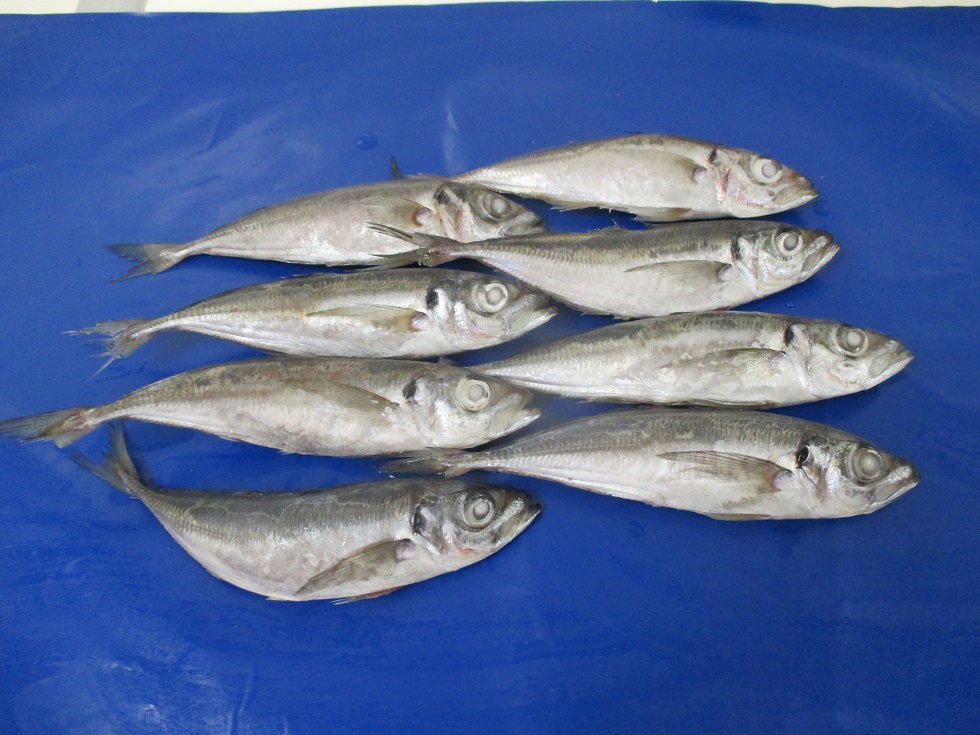 Portugal Frozen Horse Mackerel - NIGEL_-_Carapau_Branco.jpg