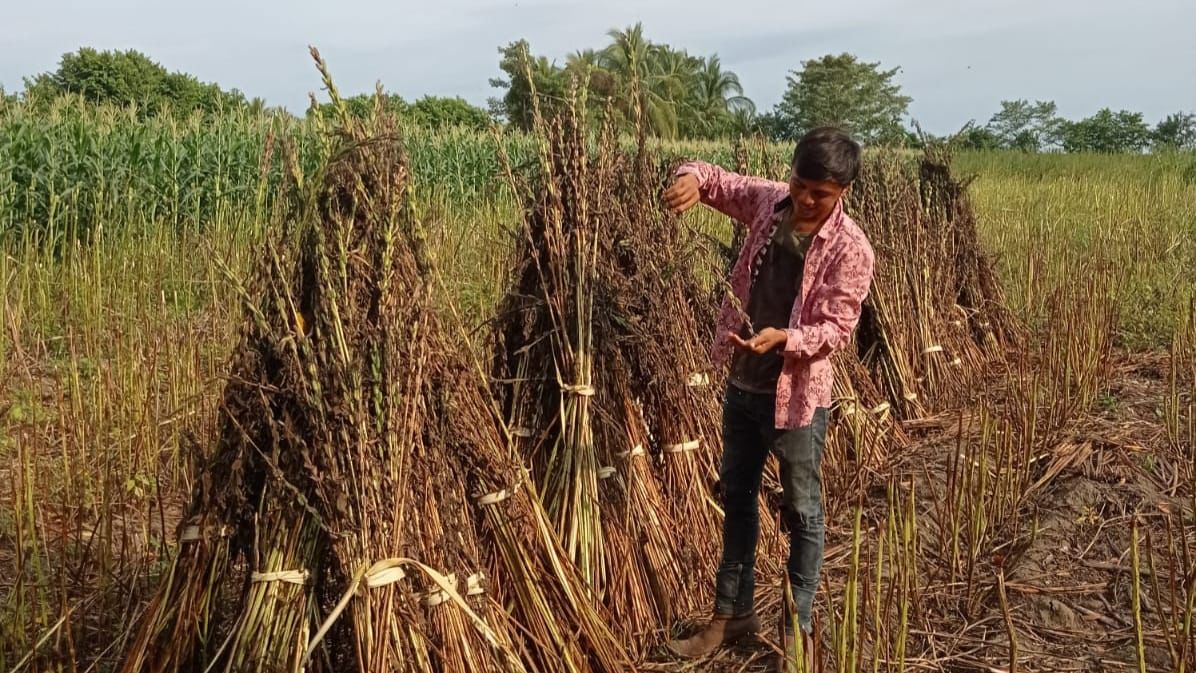 과테말라 Sesame Seed - Checking_humidity_before_extracting_seeds.jpeg