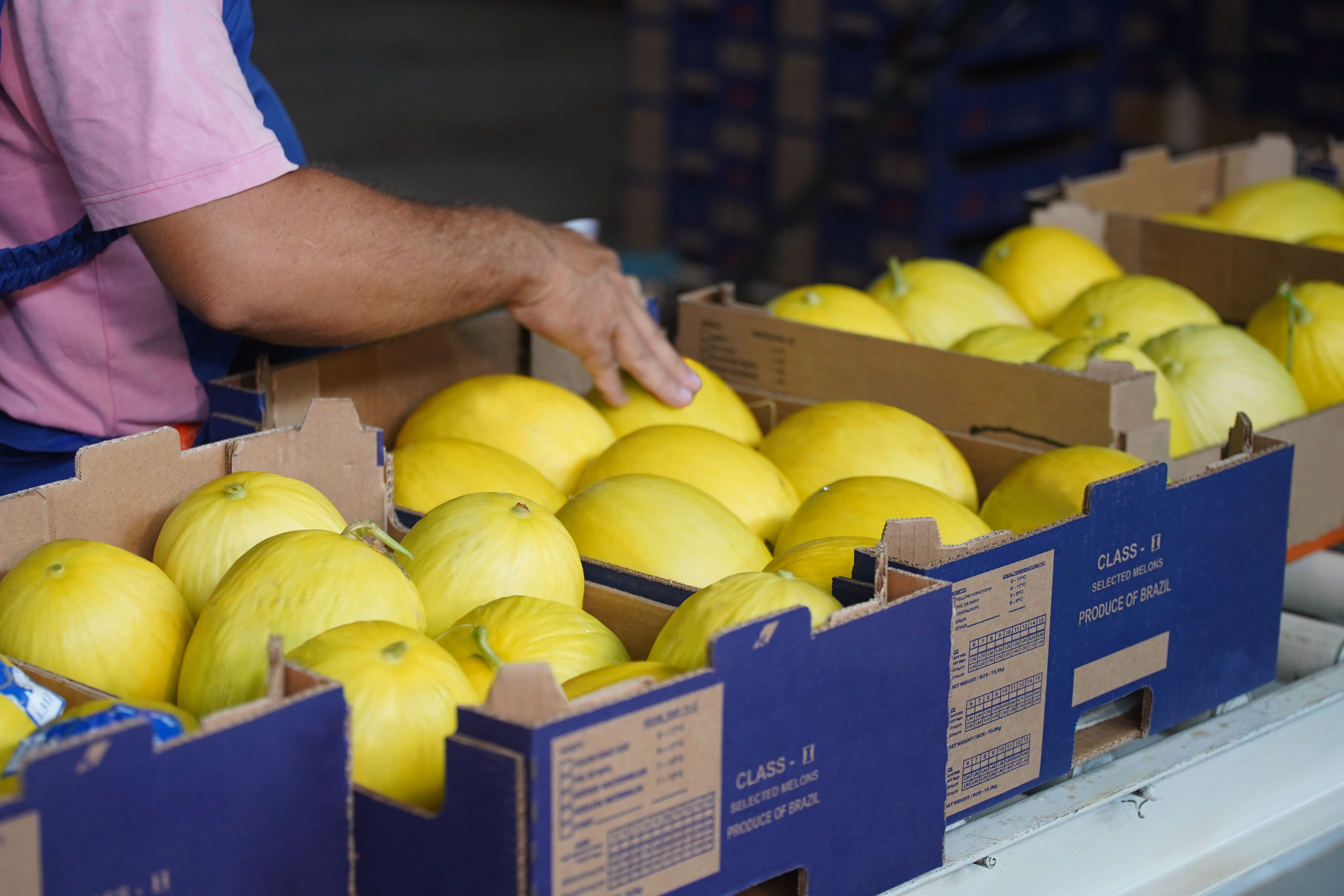 Brazil Fresh Melon - DSC00356_EDIT.jpg