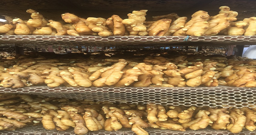 중국 Whole Common Ginger - China-ginger3.jpg