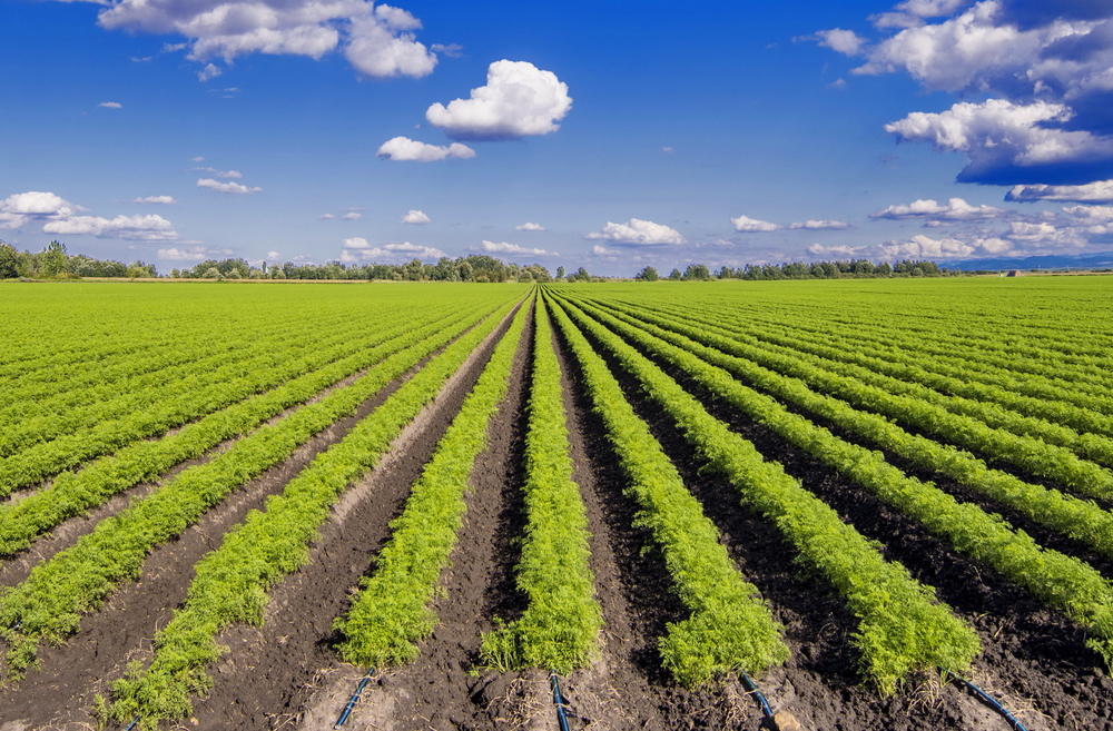 중국 Fresh Carrot - CNcarrot_plantation.jpg