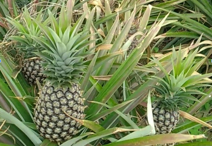 가나 Fresh MD2 Pineapple - 1.png