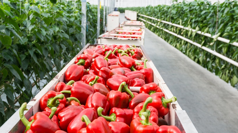 중국 Frozen Bell Pepper - CN_Bellpepper_plantation1.jpg