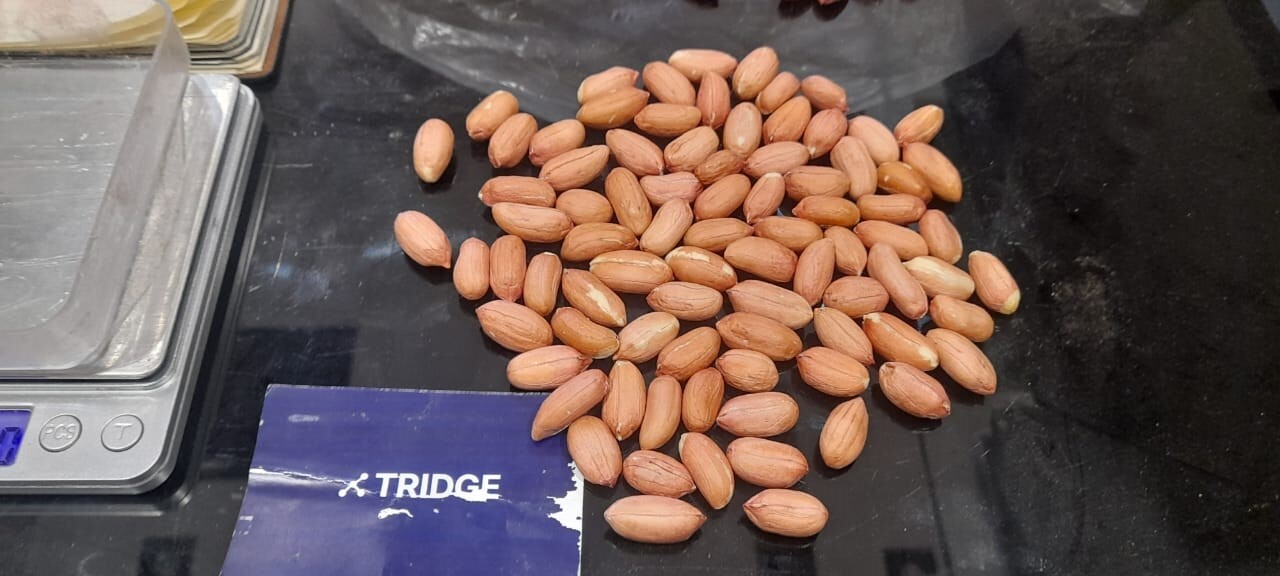이집트 Peanut Kernel - WhatsApp_Image_2023-04-11_at_1.41.59_PM_1.jpeg