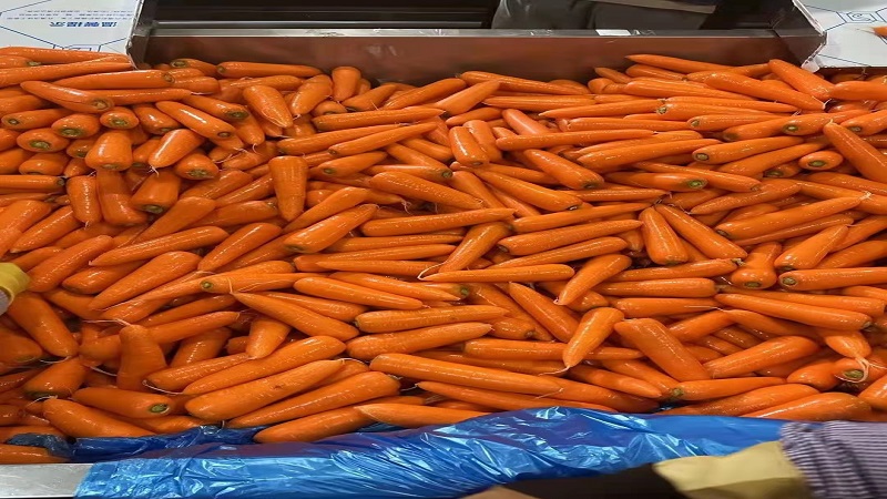 China Fresh Carrot - carrot_7.jpg