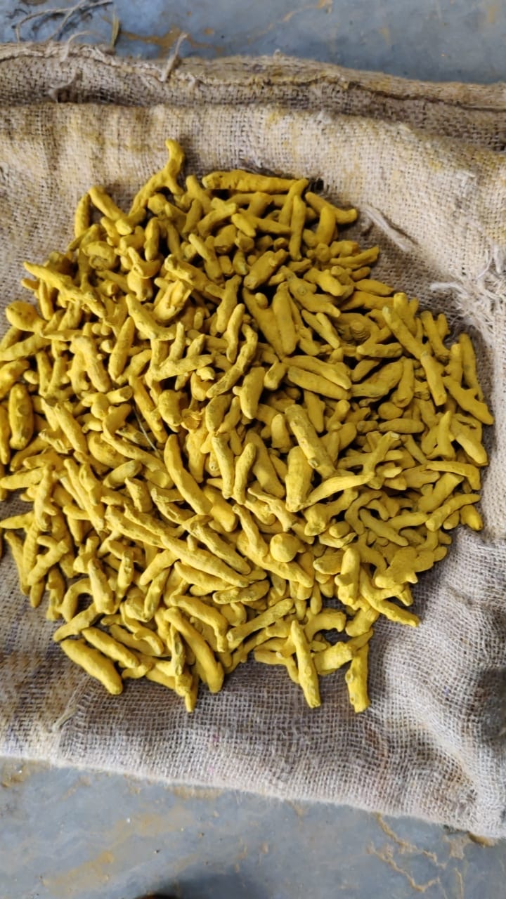 India Turmeric - d1406e0a-b813-41d3-be0a-734427339895.JPG