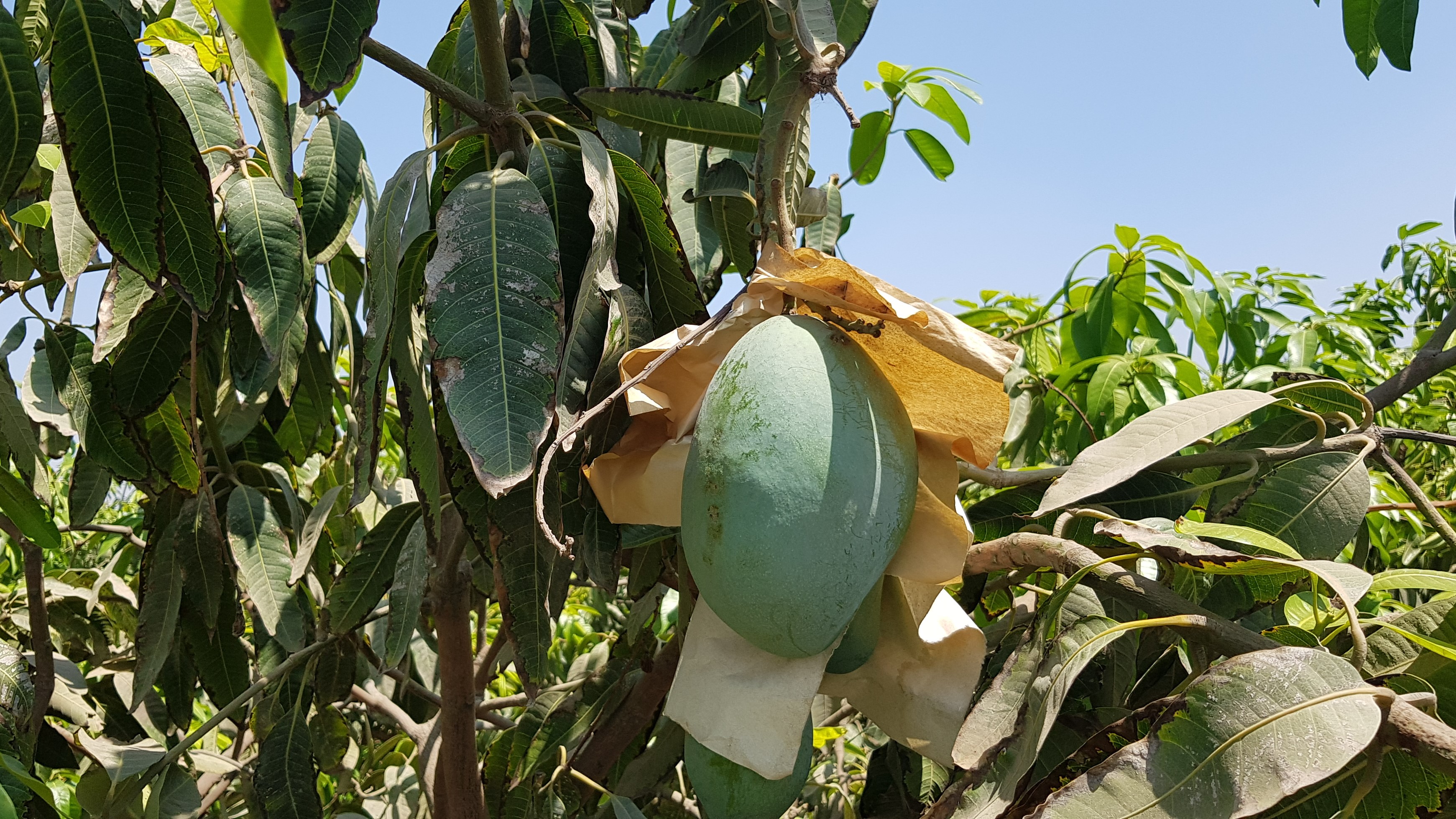 이집트 Fresh Mango - Egypt_-_Fresh_Mango13.jpg