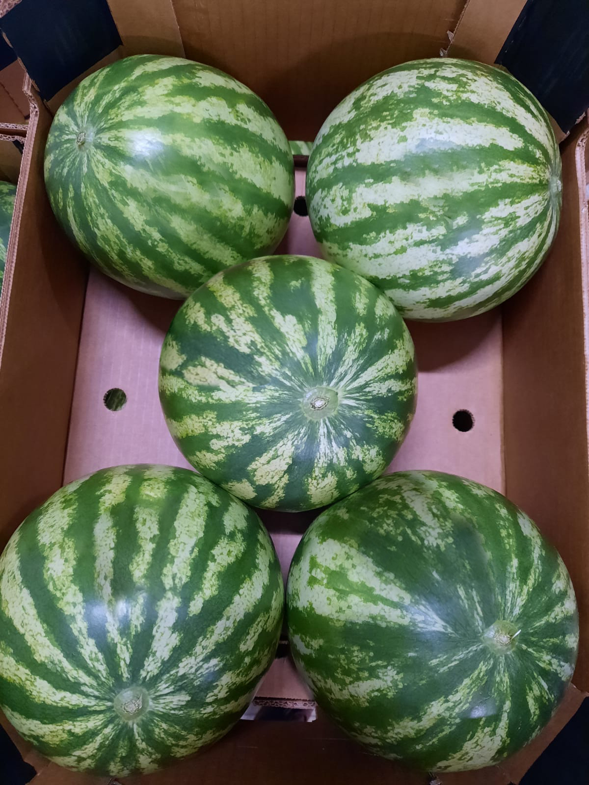 Brazil Fresh Watermelon - WM_-_Grade_5_copy_Edit.jpg