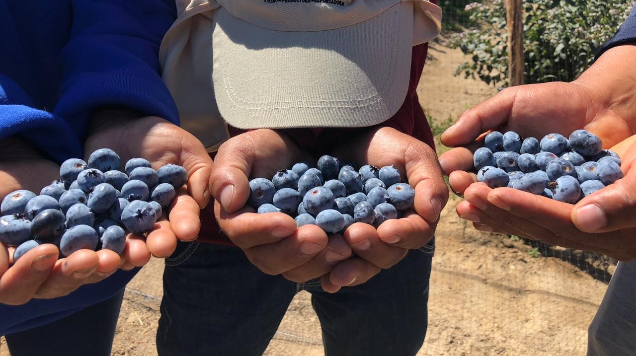 Blueberry Offers From Peru Tridge