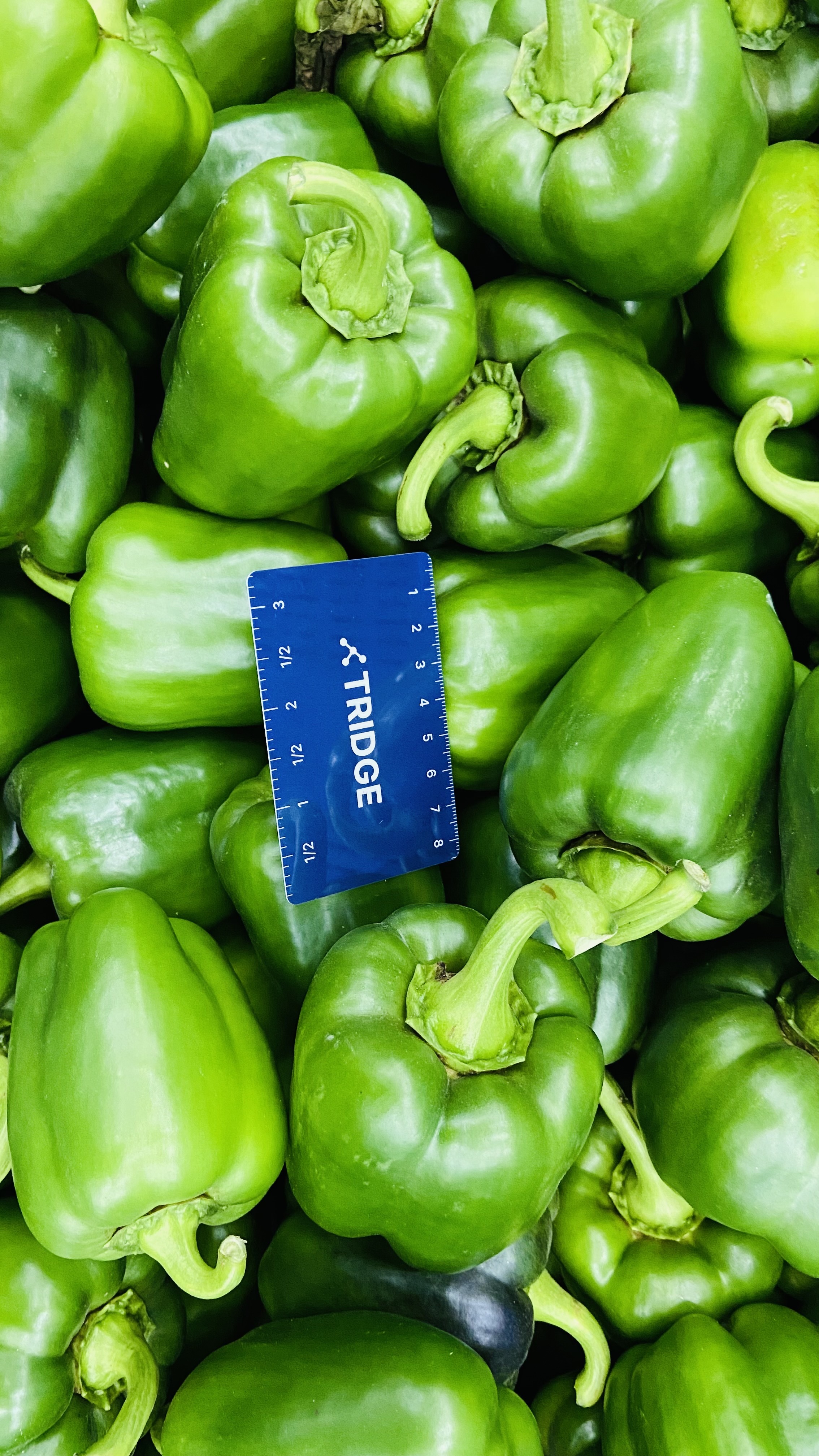 Spain Fresh Bell Pepper - 1.jpg