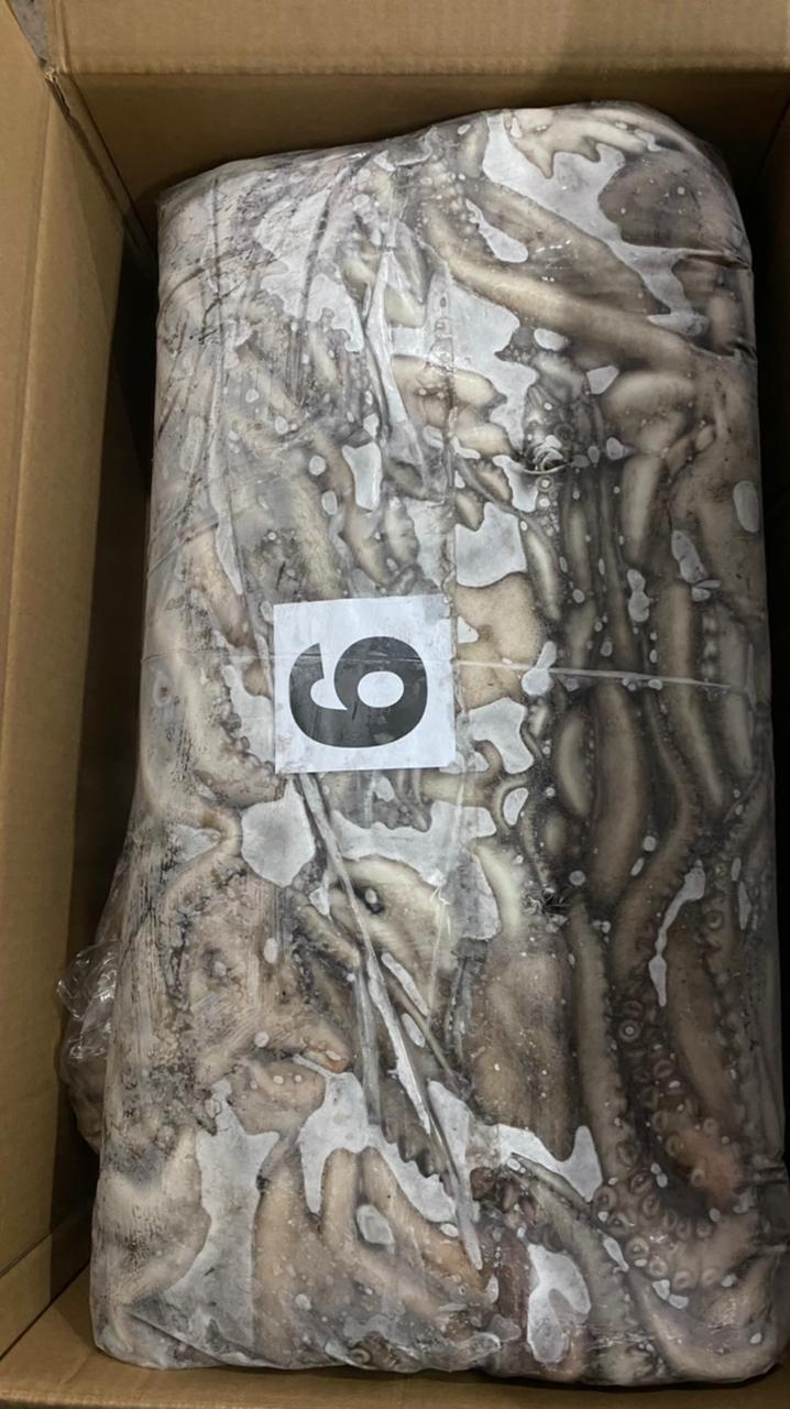 Morocco Frozen Octopus - WhatsApp_Image_2021-06-23_at_5.10.46_PM.jpeg