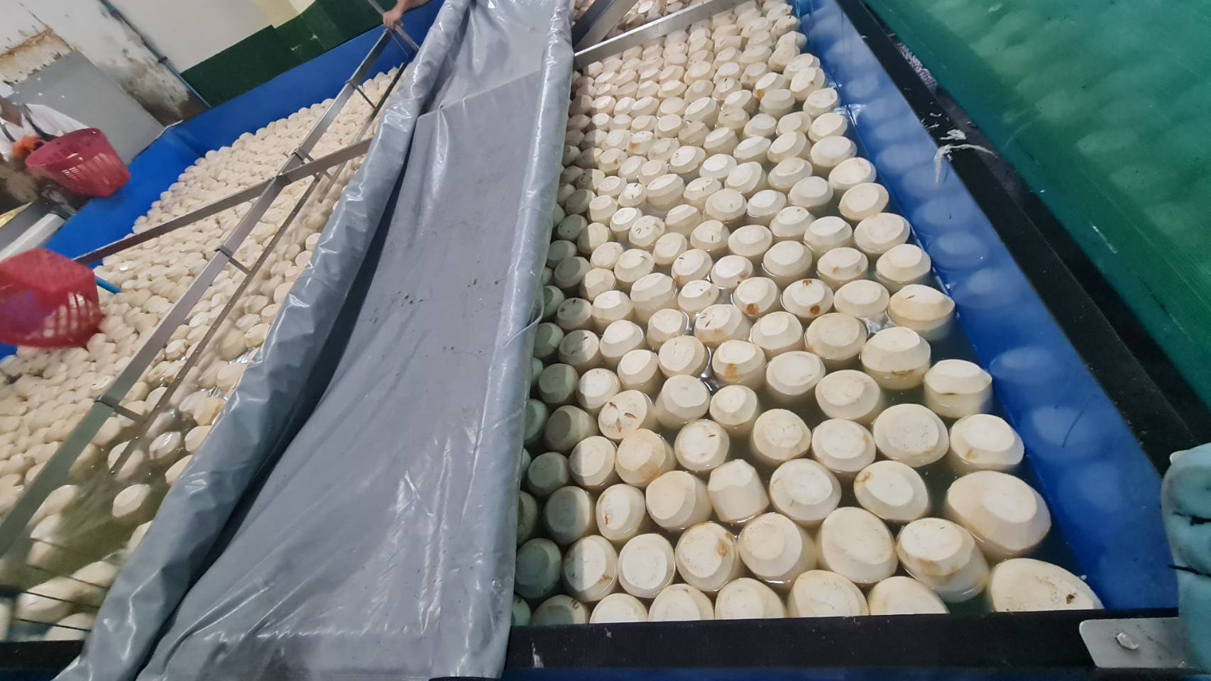 태국 Fresh Young Coconut - Thailand-Fresh-Young-Coconut-720429.jpg