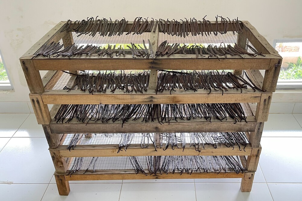 인도네시아 Vanilla - Image_from_iOS_23.jpg