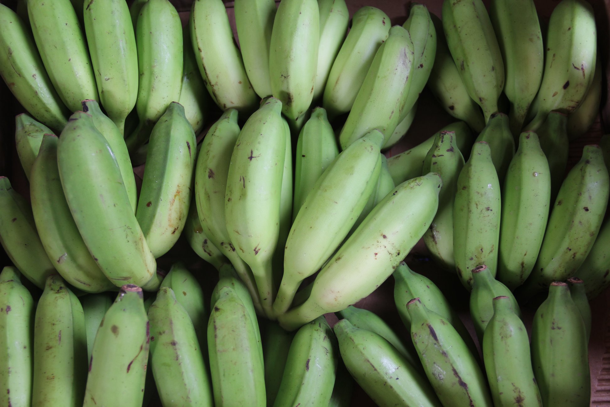 카메룬 Fresh Banana - Banana_fig_green_apple.jpg