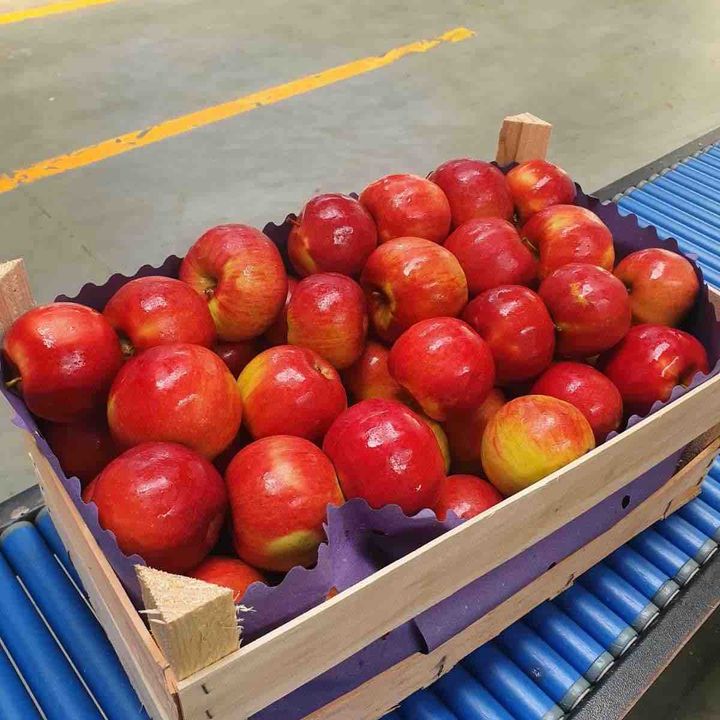 폴란드 Fresh Apple - Poland_Apple_1.jpg