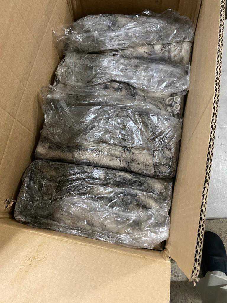 Morocco Frozen Octopus - IMG-20210624-WA0019.jpg