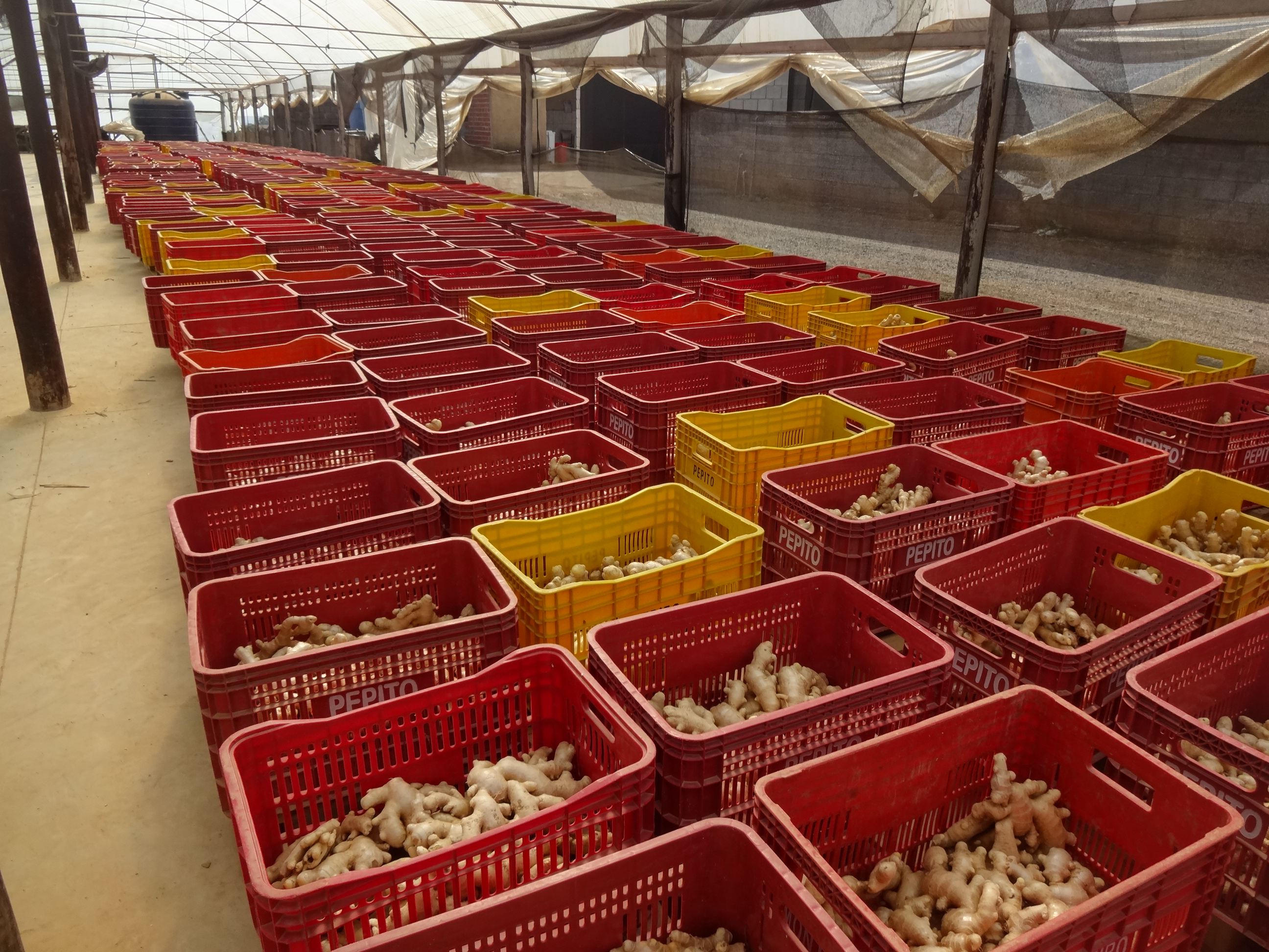 Brazil Whole Common Ginger - pro1.JPG