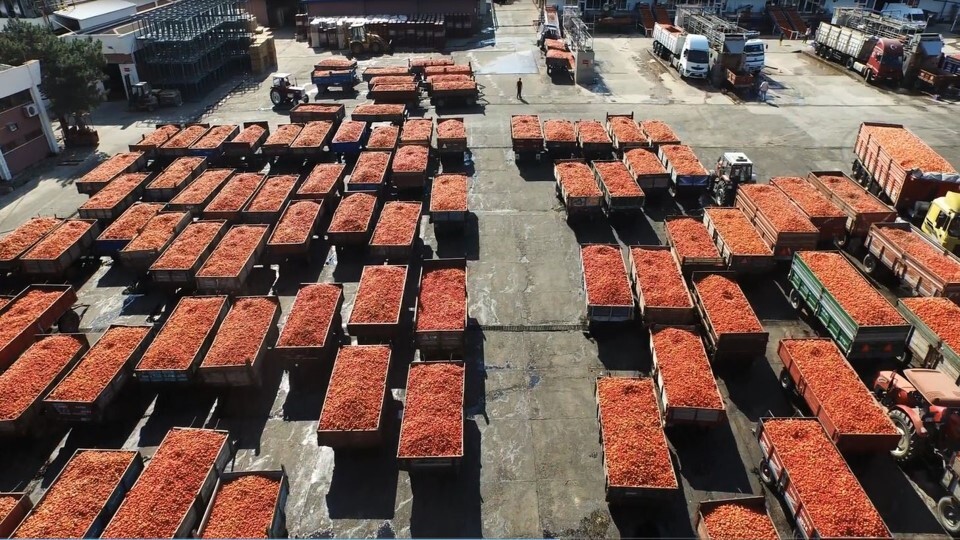 튀르키예 Tomato Paste - Tomato_trailors.jpg