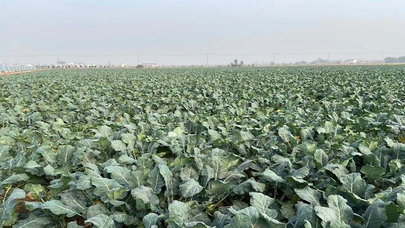 중국 Fresh Headed Broccoli - CN_Broccoli_plantation.jpg