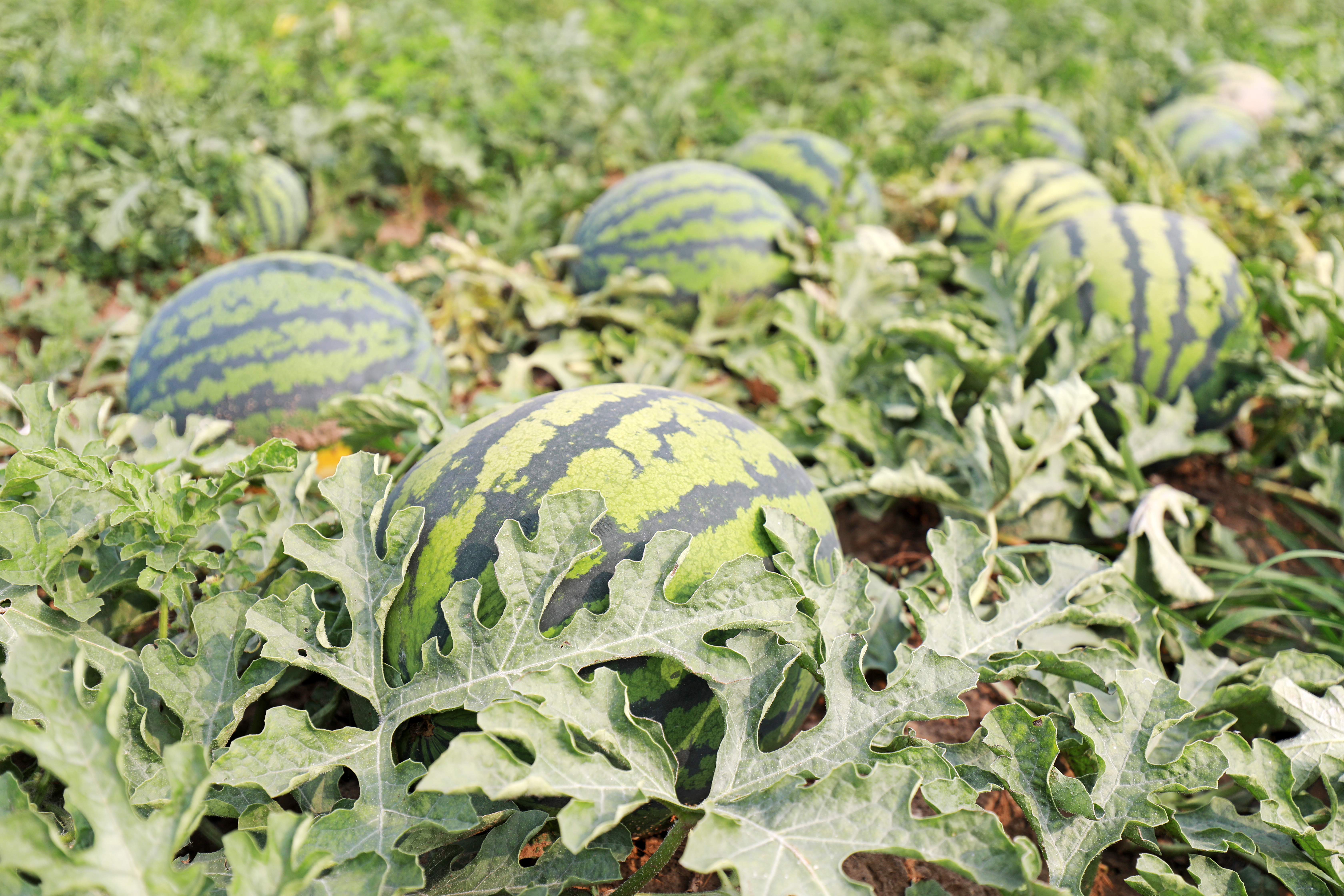 브라질 Fresh Watermelon - shutterstock_1549174676.jpg