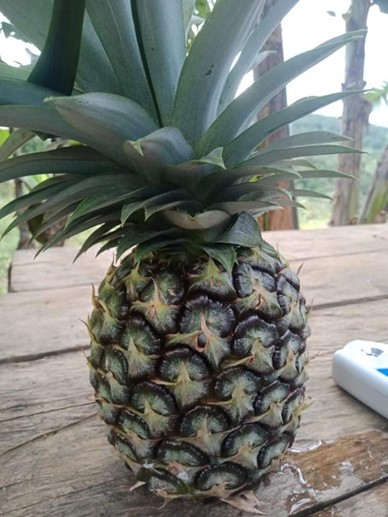 필리핀 to be deleted) Smooth Cayenne pineapple - %EA%B7%B8%EB%A6%BC1.jpg