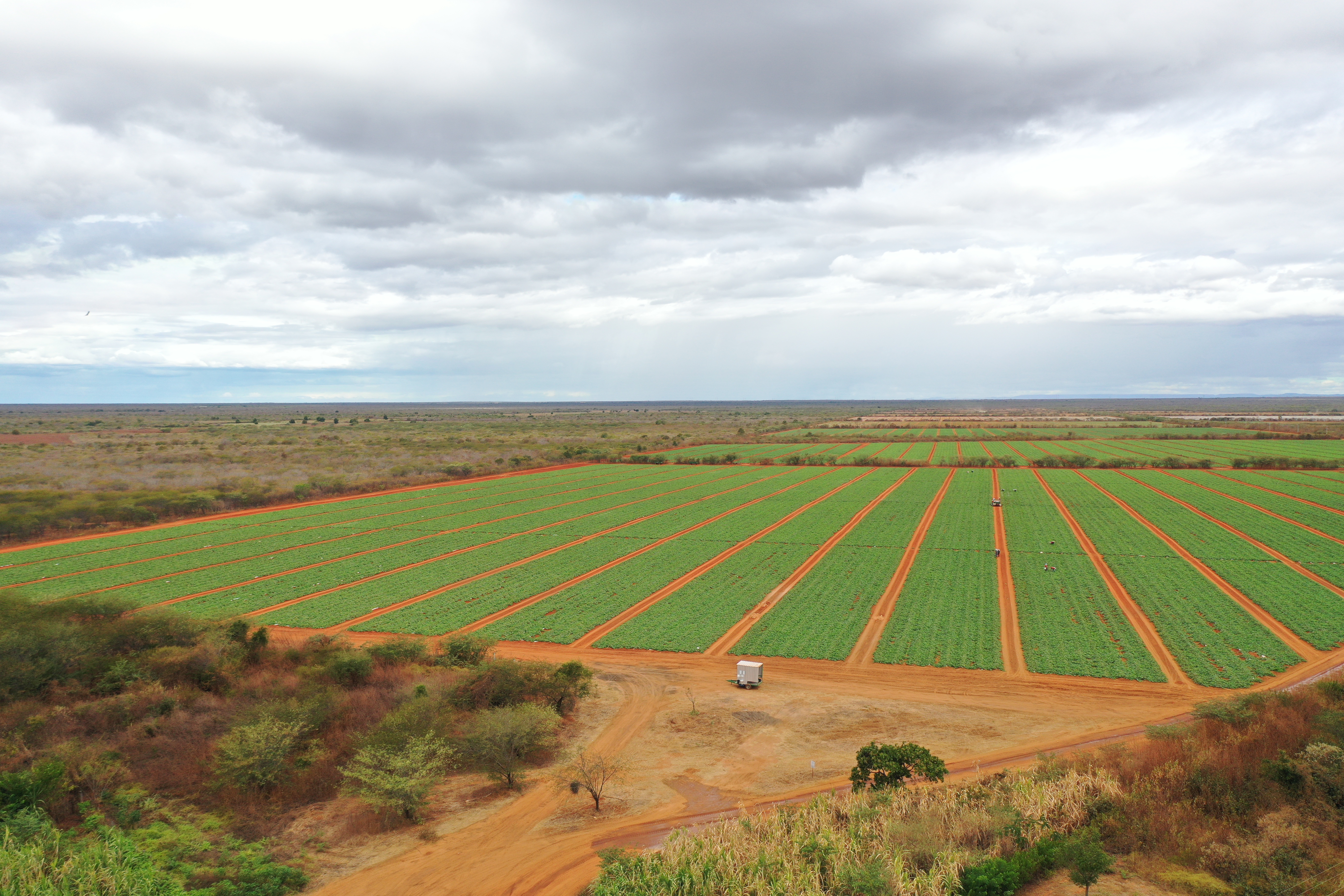 Brazil Fresh Melon - DJI_0959_1.JPG