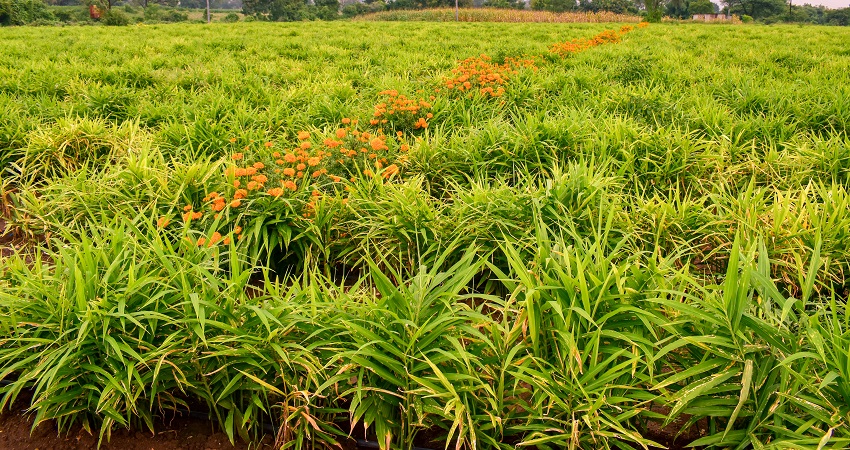 중국 Whole Common Ginger - ginger_plantation2.jpg