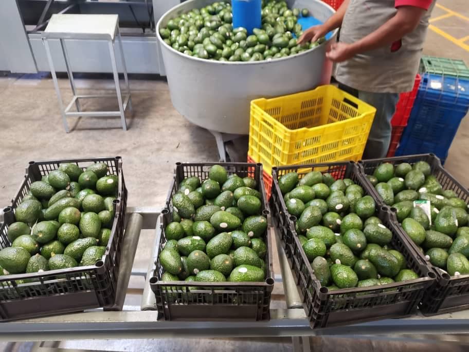 Avocado Offers From Mexico Tridge
