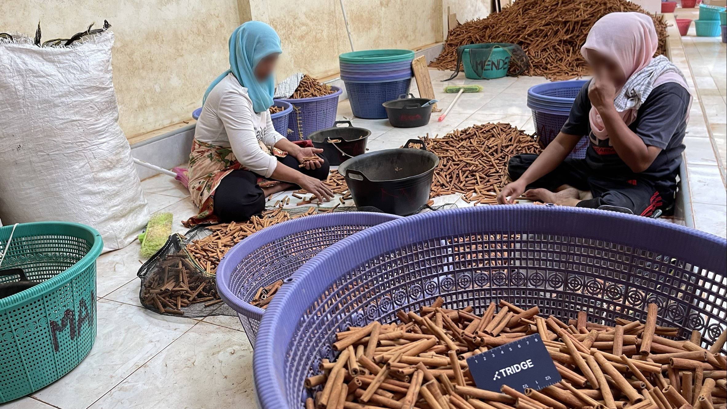 Indonesia Whole Common Cinnamon - 22F.jpg