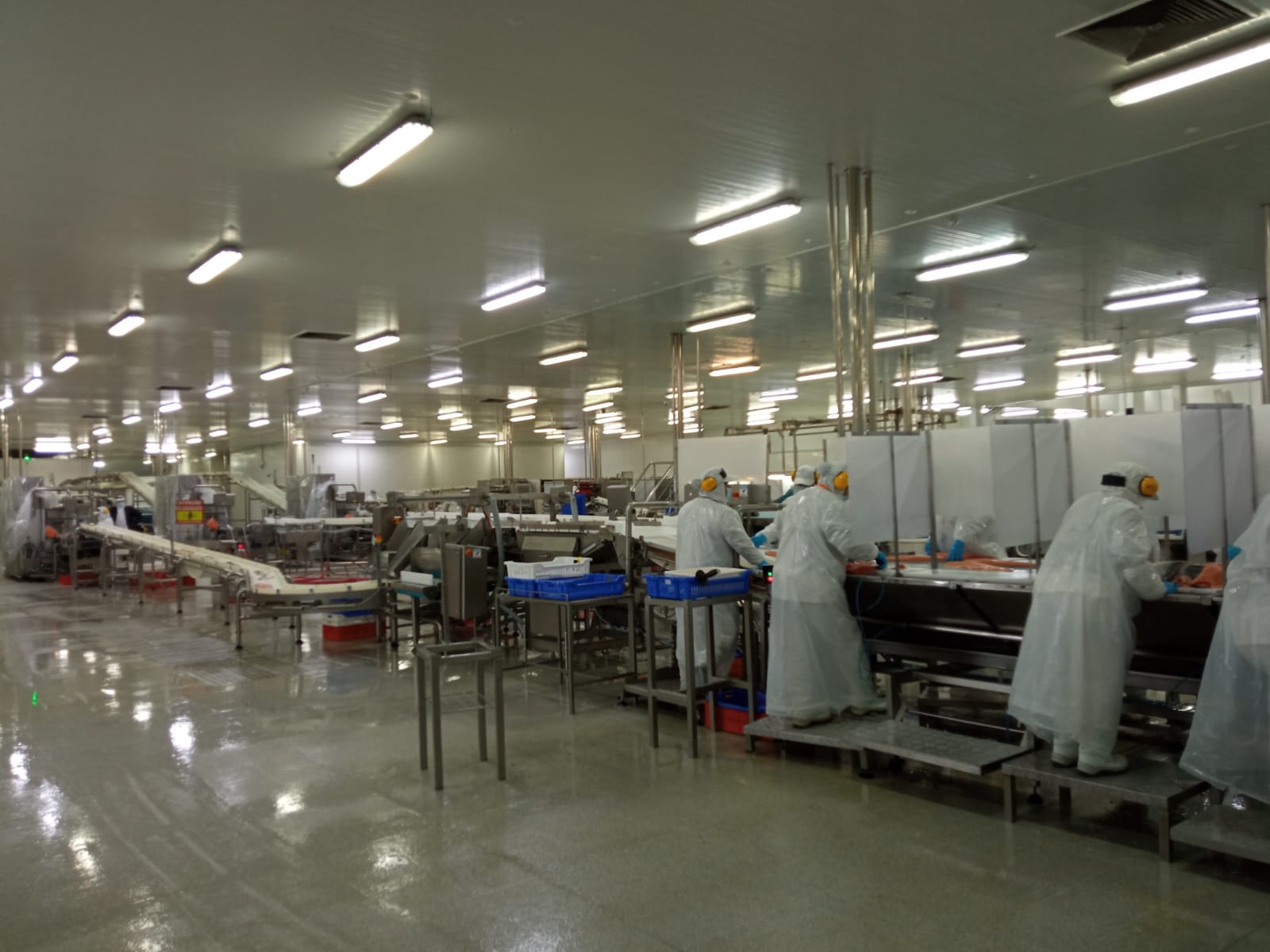 칠레 Frozen Whole Atlantic Salmon - Chile-Frozen-Whole-Atlantic-Salmon-534393.jpeg