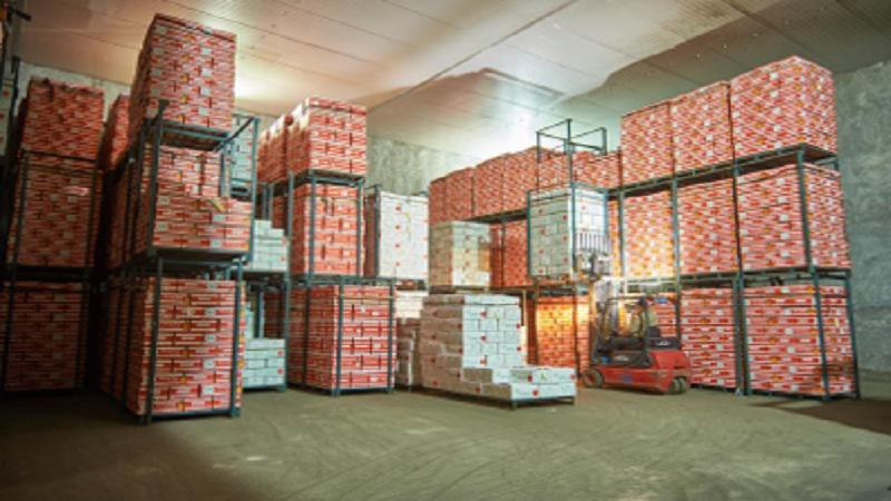 중국 Fresh Apple - CN_Apple_packing_house.png