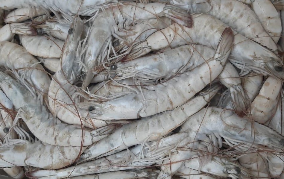 Ecuador Fresh Vannamei Shrimp - Shrimp_Vannamei.jpeg