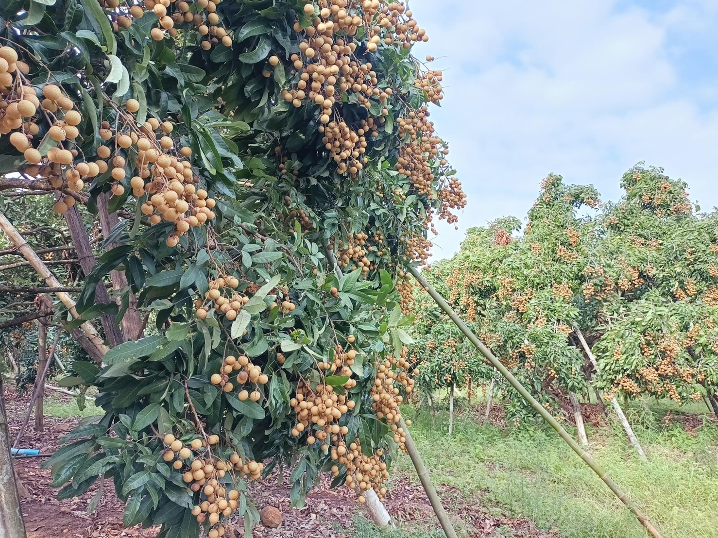 태국 Fresh Longan - S__46047380.jpg