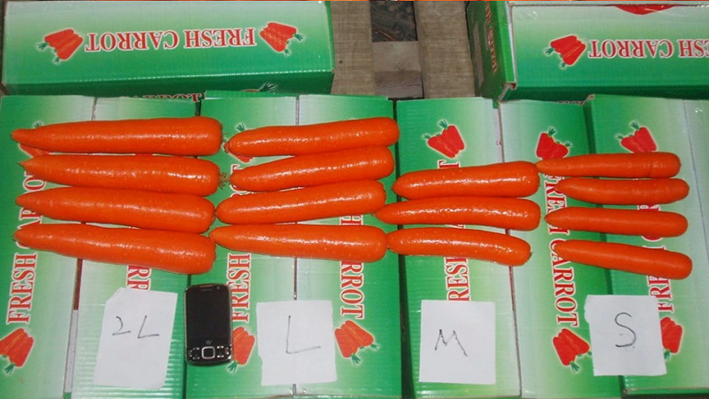 중국 Fresh Carrot - Carrot5.png
