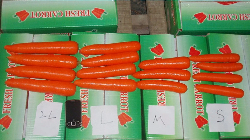 China Fresh Carrot - Carrot5.png