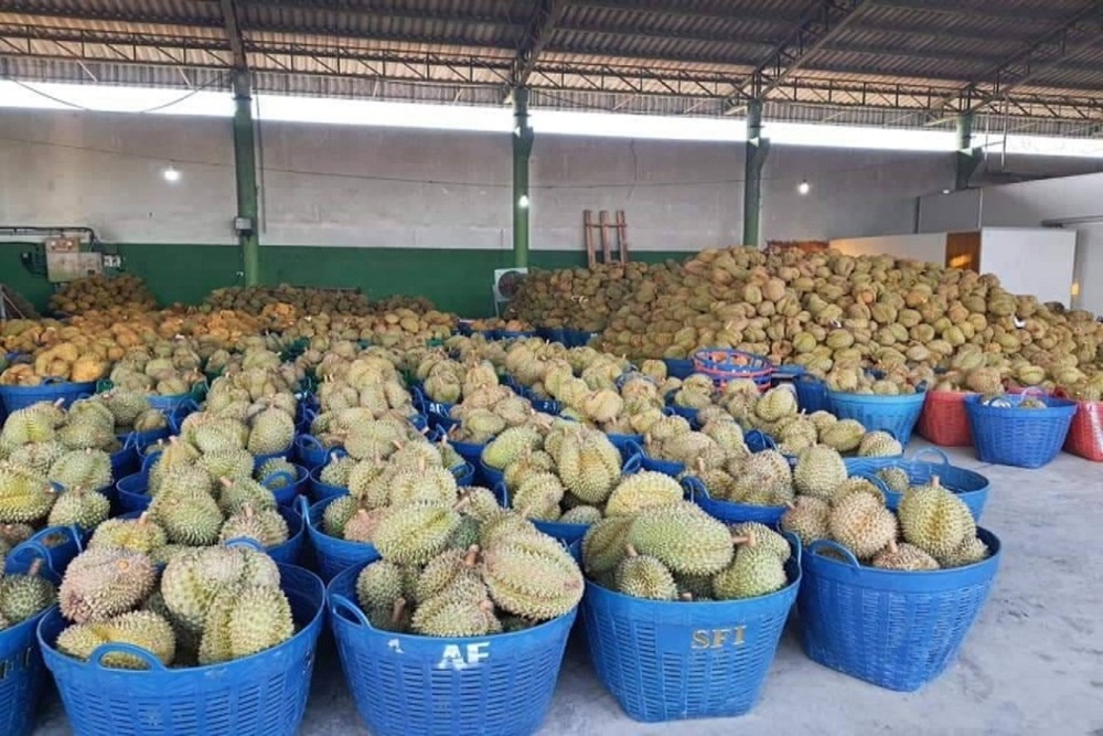 태국 Frozen Common Durian - Thailand_Frozen_Durian_3.jpg