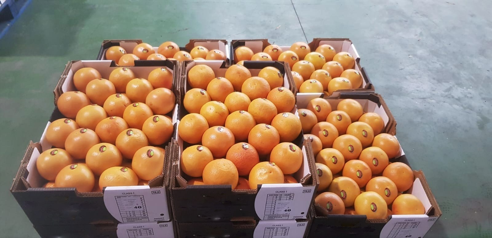 이스라엘 Fresh Grapefruit - PHOTO-2021-11-29-09-53-16.jpg