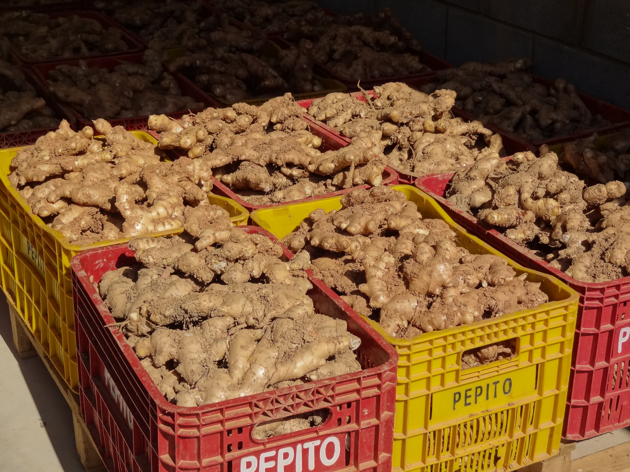 Brazil Whole Common Ginger - cul2.JPG