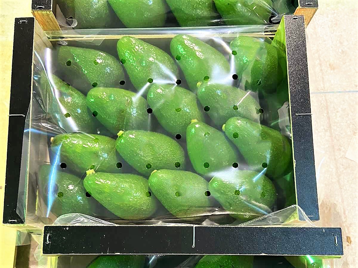 모로코 Fresh Avocado - 2_3.jpg