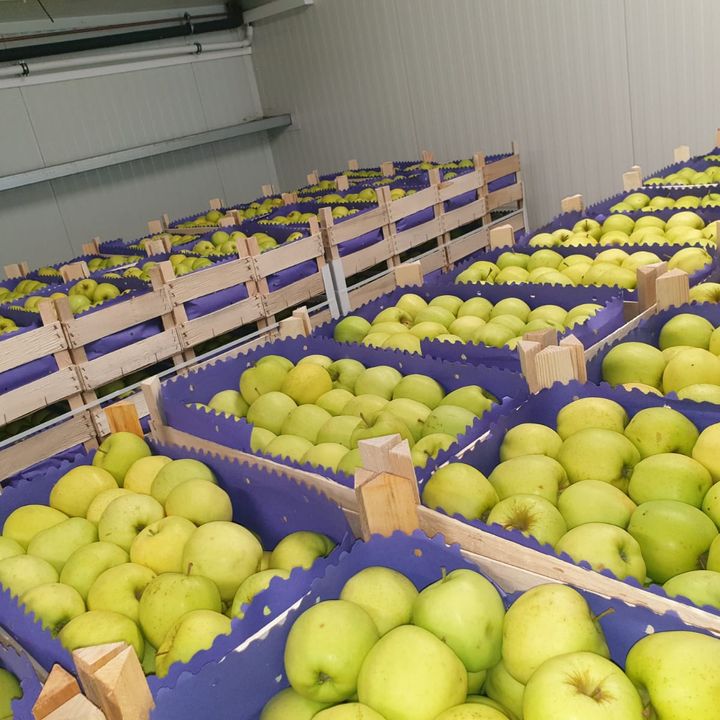 폴란드 Fresh Apple - Poland-Apple-336052.jpg