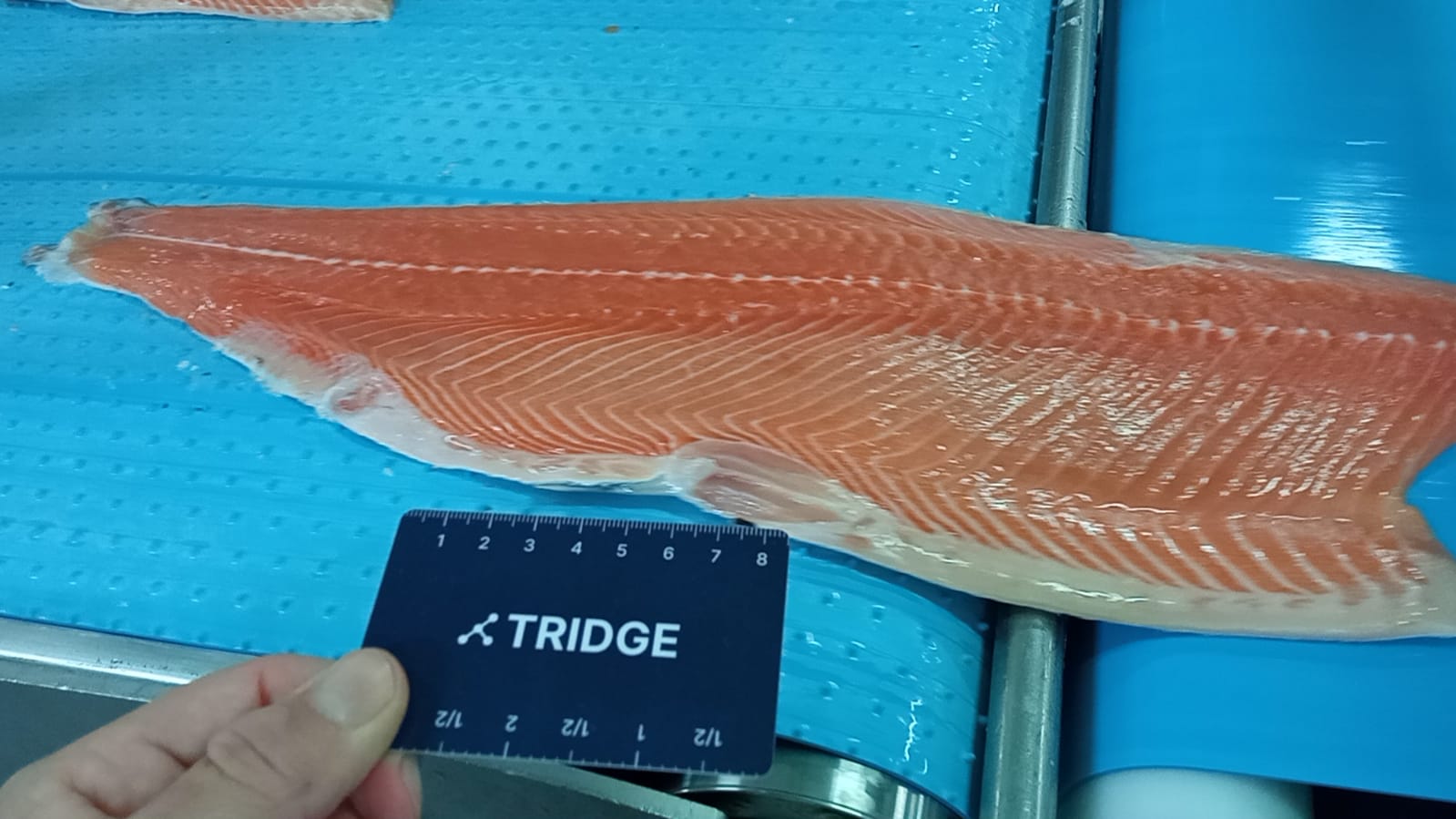 칠레 Frozen Whole Atlantic Salmon - Chile-Frozen-Whole-Atlantic-Salmon-183141.jpeg