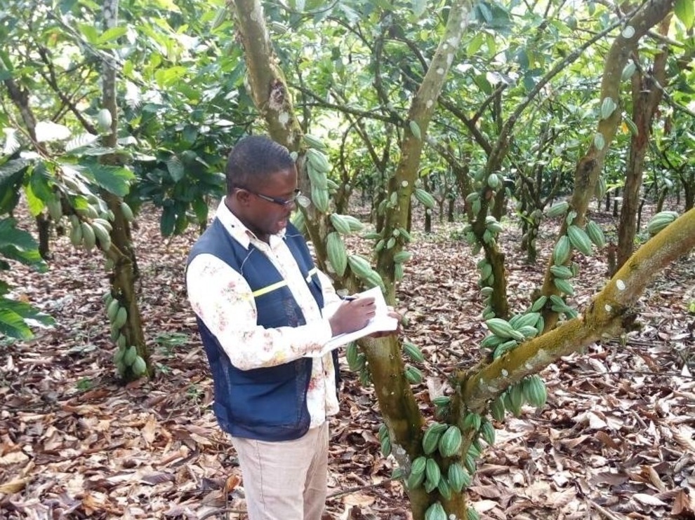 가나 Cocoa Powder - Ghana-Cocoa-Powder-397742_1_1.jpg