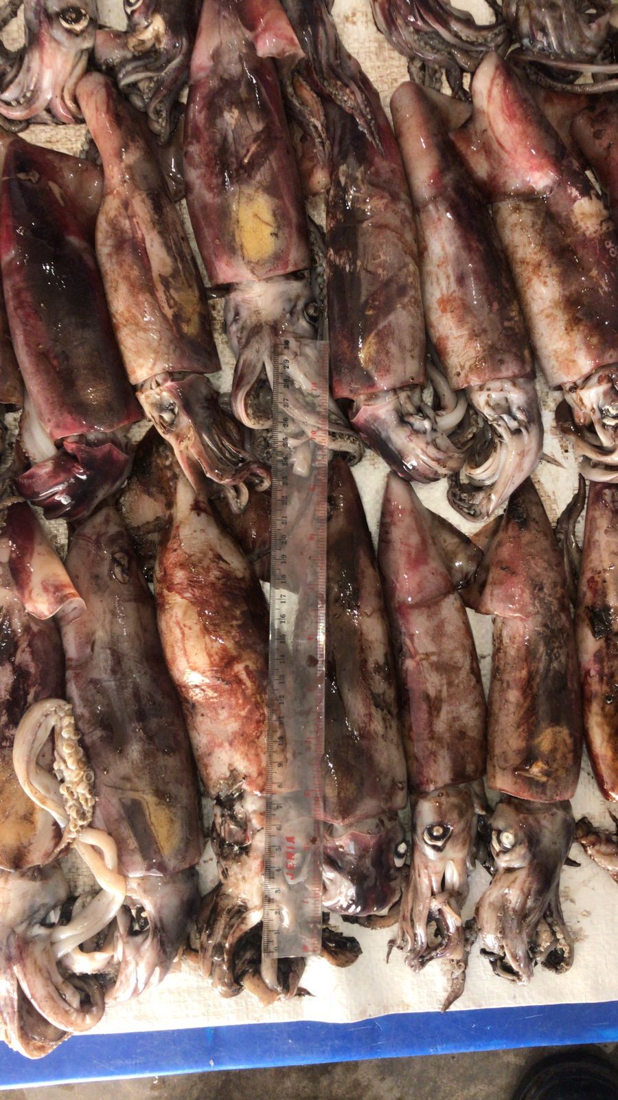 인도네시아 Frozen Squid - Image_2023-03-17_at_17.05.01.jpeg