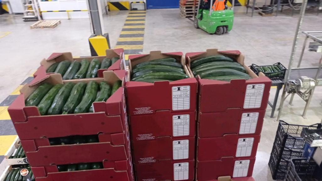 스페인 Fresh Zucchini - 8F_2.jpg