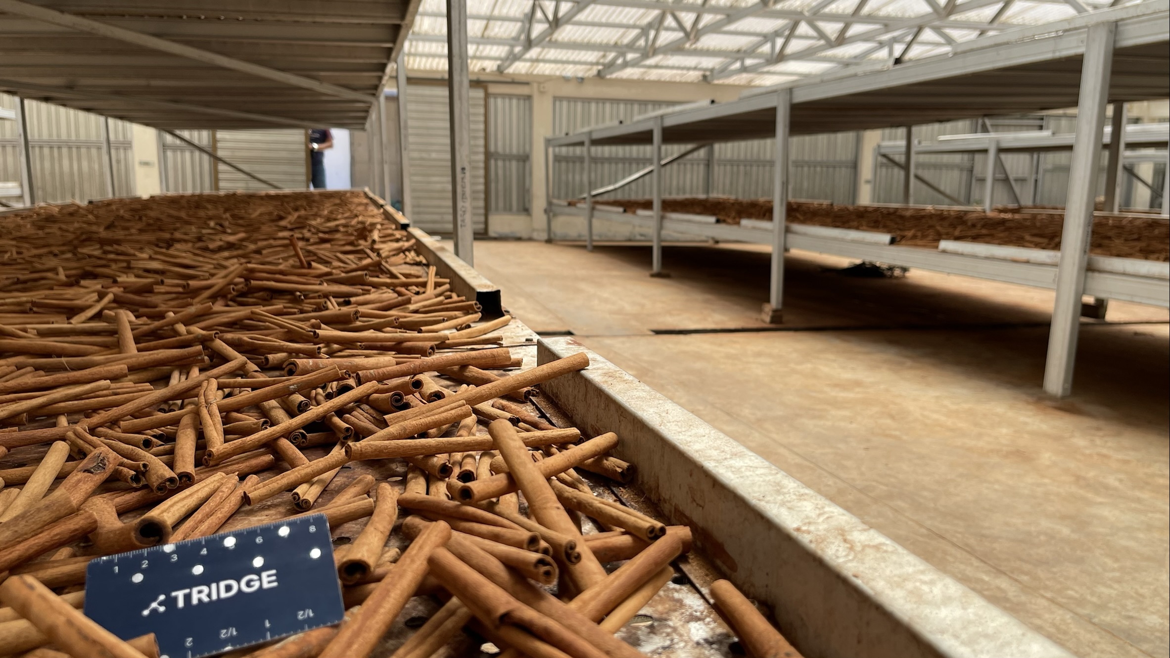 Indonesia Whole Common Cinnamon - drying2.JPEG