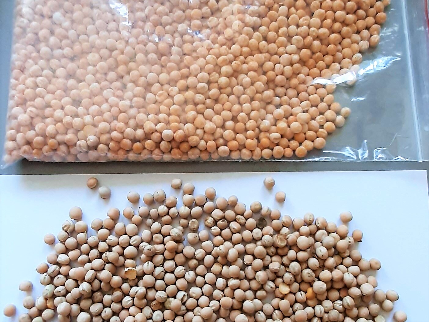 Ukraine Dried Yellow Pea - Ukraine-Yellow-Pea-611688_1.jpg