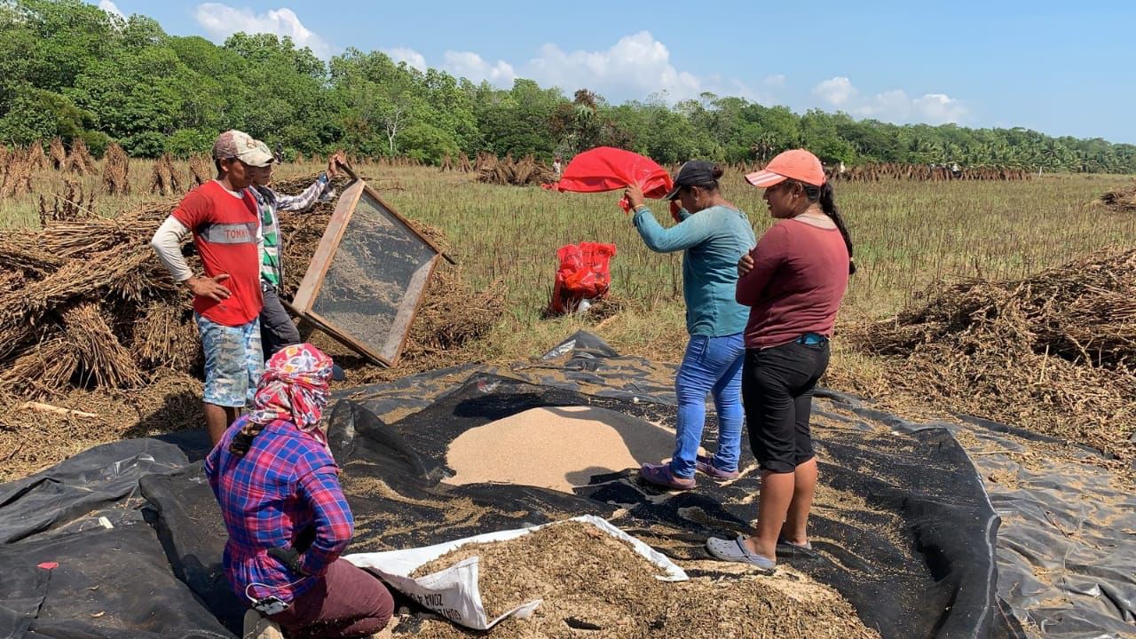 과테말라 Sesame Seed - Separating_seeds_from_other_matter.jpeg