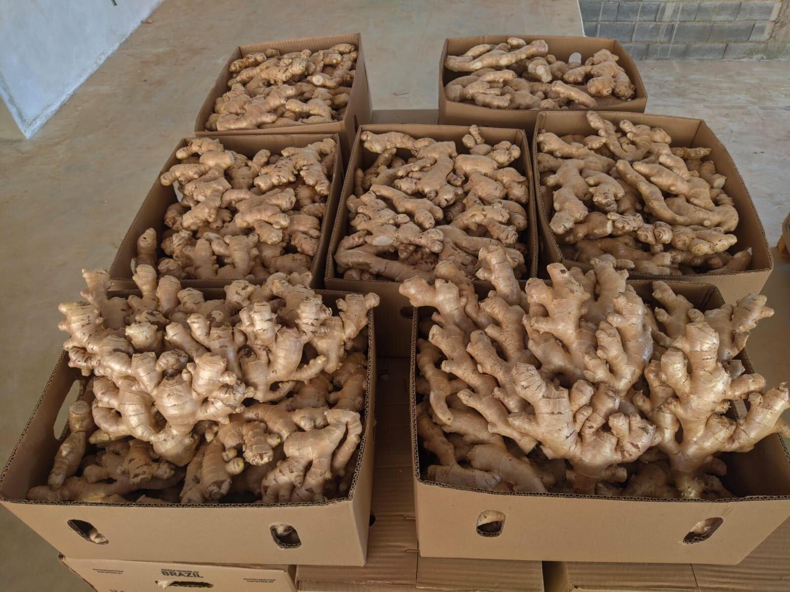 Brazil Whole Common Ginger - fin2.jpg
